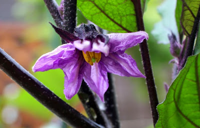 ナスの花