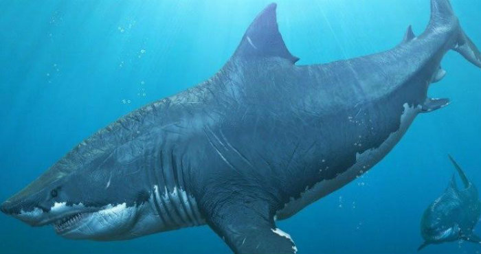 Mengungkap Misteri Ikan Purba Megalodon Dan Keberadaannya