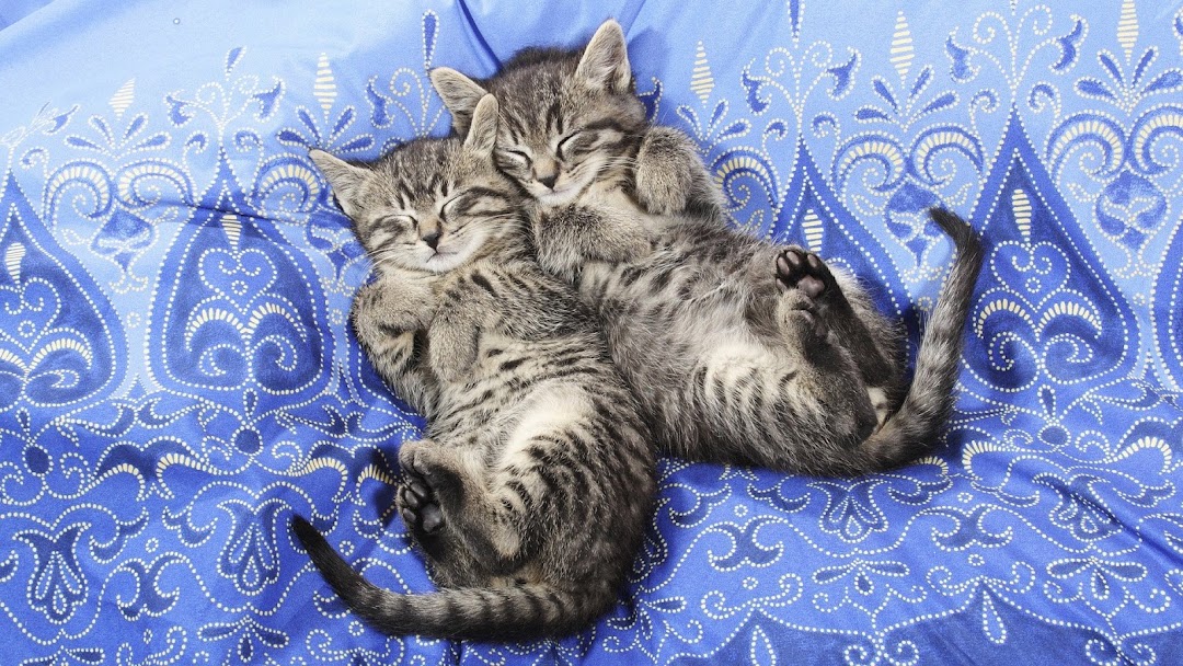 Sleeping Cats HD Wallpaper