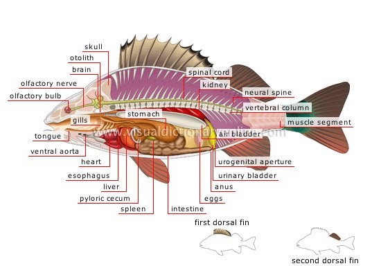 Morfologi dan Anatomi Ikan  Mujair Oreochromis Massambicus 