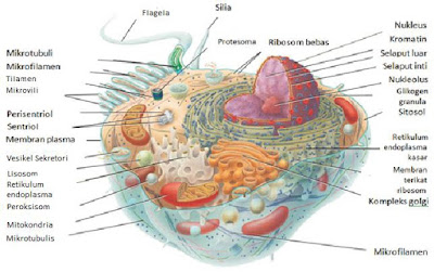 Pengertian Sel dan Bagiannya