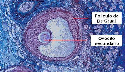 Microfotografías de un corte de ovario