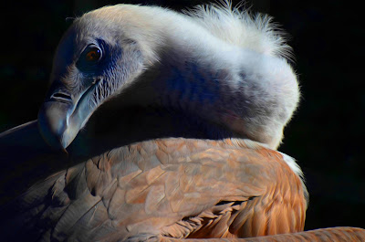 Gänsegeier, Griffon aasvoël, Shkaba Griffon, Griffon vulture, シロエリハゲワシ、Sai arrea, Белоглав лешояд, Gåsegrib, Kaeluskotkas, Hanhikorppikotka, Vautour fauve, 