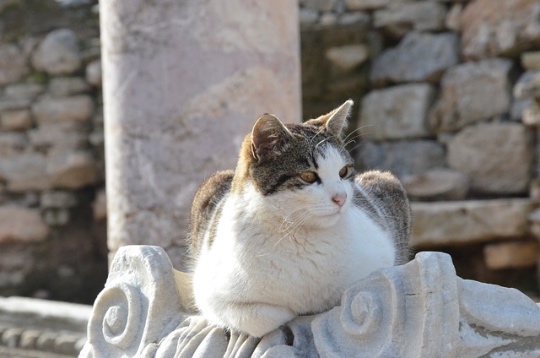 Ephesus cat turkey