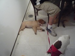 Cãonhecendo São Paulo (30)