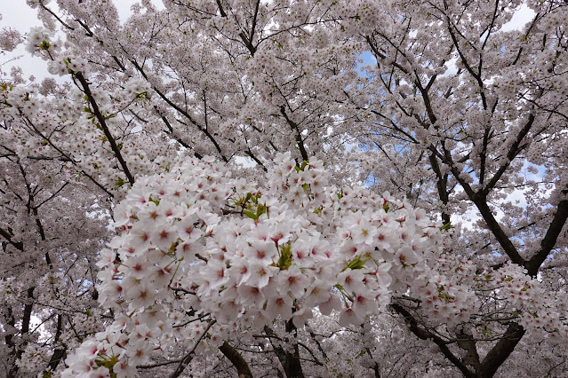 とっとり花回廊　桜の広場　ソメイヨシノ（染井吉野）