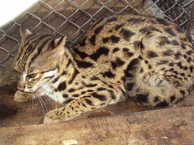 View-fishing cat kittens are
