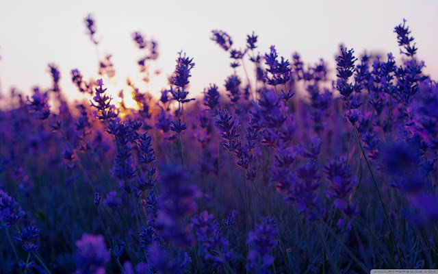 lavender, sunset, fields
