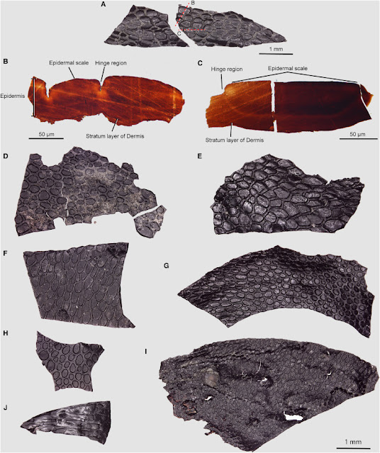 Μυστήριο με το απολιθωμένο δέρμα εκατ. ετών που ανήκει σε άγνωστο πλάσμα – Η σπάνια ανακάλυψη