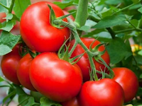 jual benih, benih panah merah, tomat, servo f1, manfaat tomat, toko pertanian, toko online, lmga agro