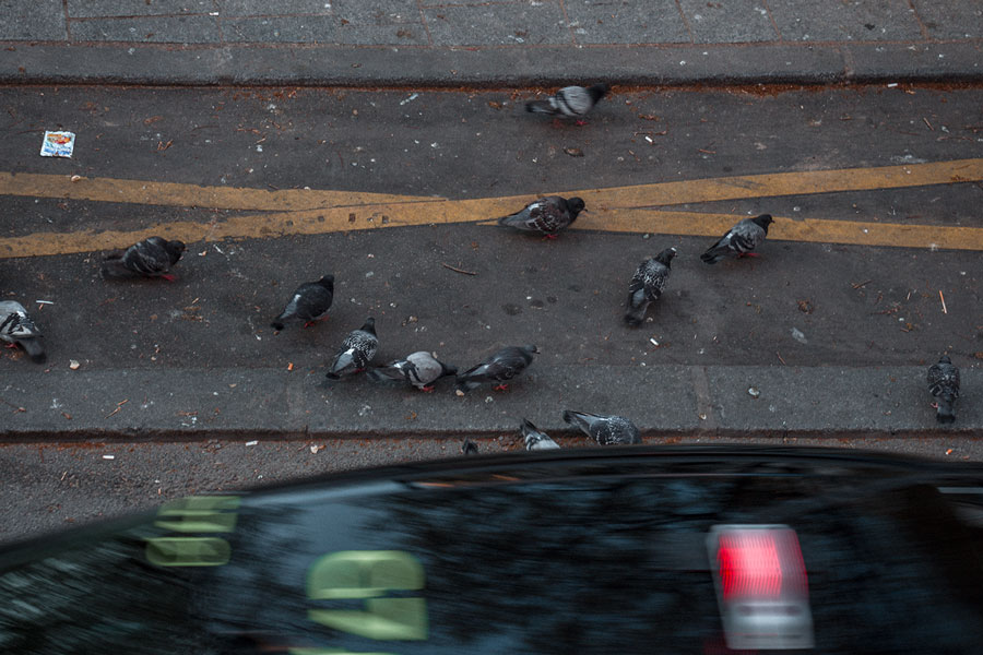 empresa control aves urbanas Segovia