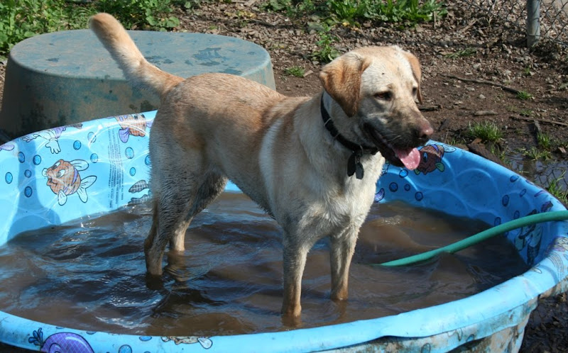 cabana standing in blue wading pool, tongue still hanging out, covered with mud, knee deep in dark brown water