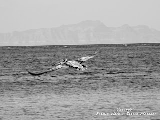 pelicano volando en playa de Paz Baja california sur - La vida en disparos blog de fotografia