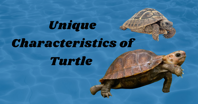 Unique Characteristics of Turtles