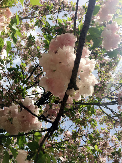 大阪造幣局 桜の通り抜け