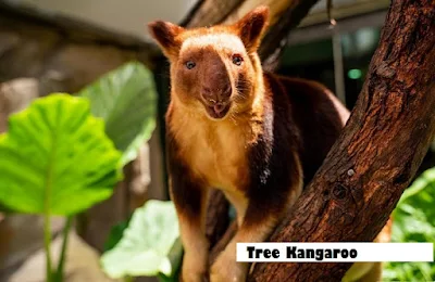 tree kangaroo