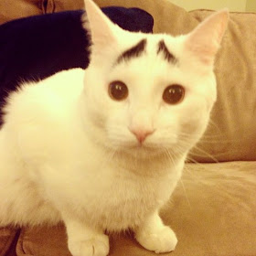 Sam the cat with eyebrows, funny cats, cat with eyebrows pictures, cat photos