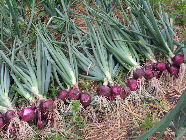 Cara Menanam Bawang Merah di Sawah