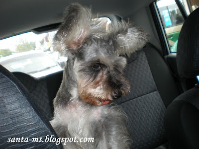 Miniature-Schnauzer Silky-Terrier