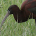 Glossy Ibises