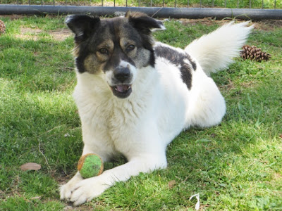 45+ Australian Shepherd Husky Mix