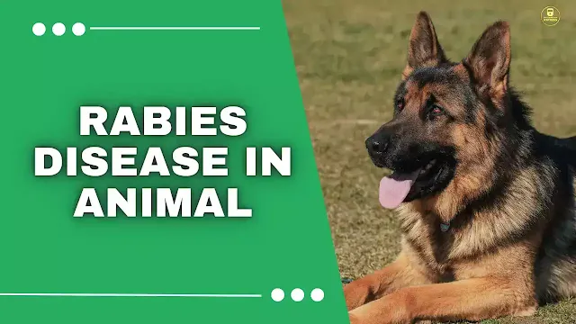 emerging zoonotic diseases,rabies symptoms,rabies,rabies in animals,rabies symptoms in Dogs,symptoms of rabies in animals,animals with rabies,stages of rabies in dogs,rabid animal,what animals carry rabies,how do animals get rabies