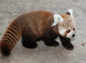 40 Adorable red panda pictures (40 pics), cute baby red panda