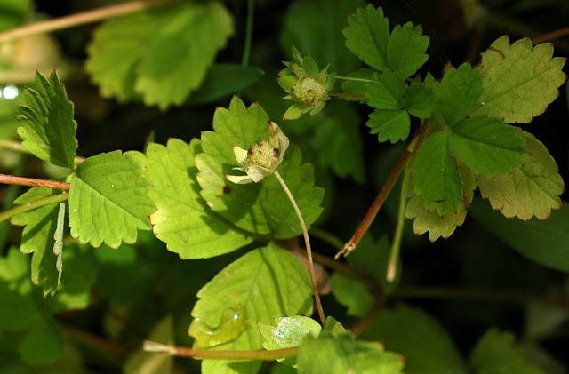 Лапчатка стозёрнышковая (Potentilla centigrana)