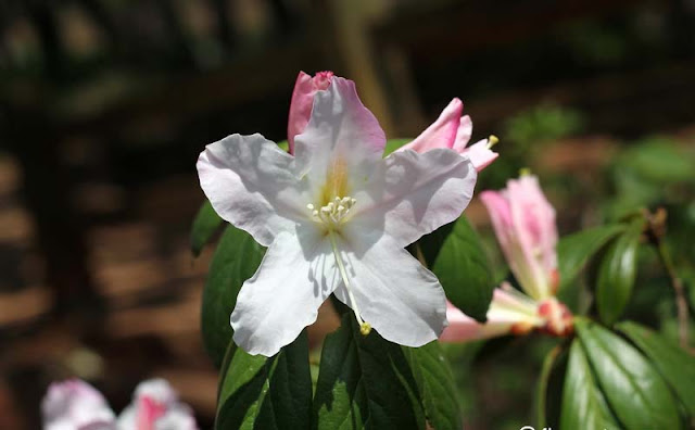 Azalea Flowers Pictures