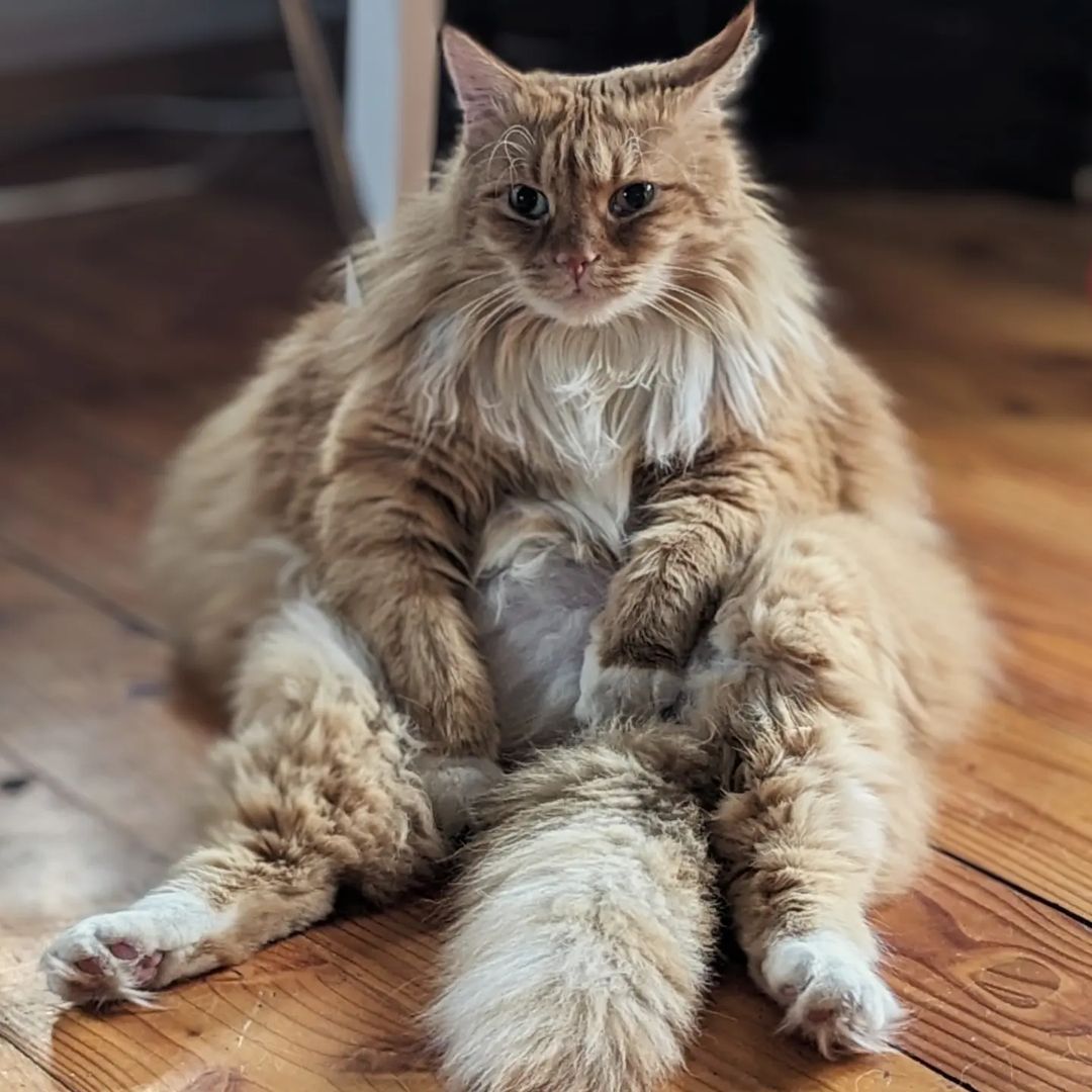 Marvel the cat likes to sit like a man