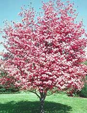 Dogwood tree that we may get.