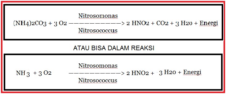 Contoh Asimilasi Sintesis - Contoh O