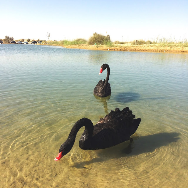 Black Swan in Al Qudra Lake