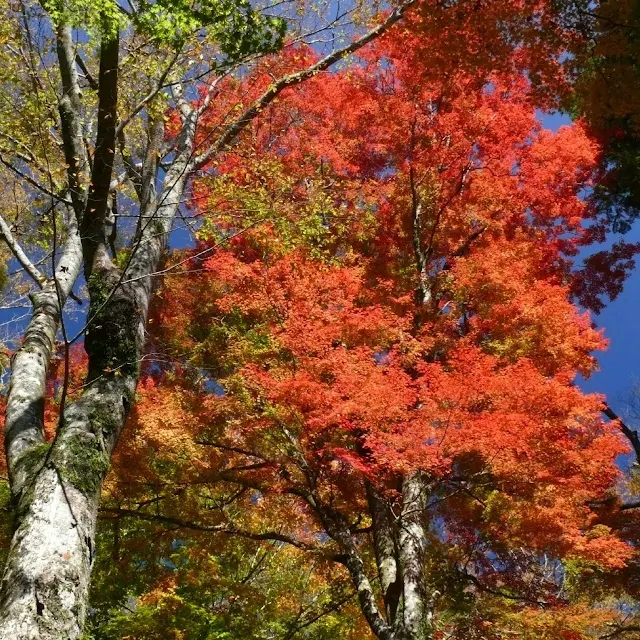 箱根　長安寺　紅葉