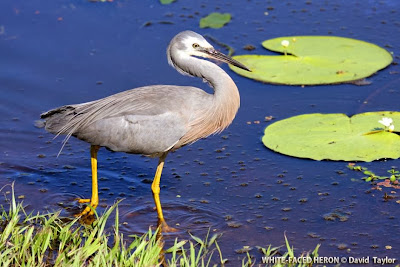 Garceta cara blanca Egretta novaehollandiae