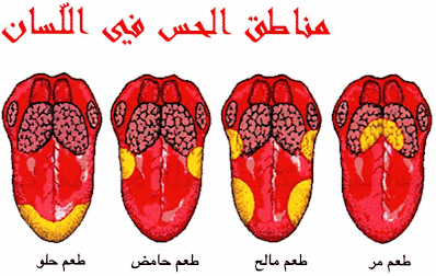 مناطق الحسّ في اللسان