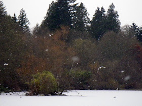 Seagulls and snowflakes over frozen Lost Lagoon