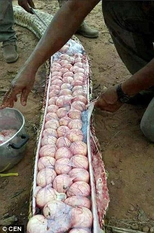 Locals kill gigantic snake, find dozens of eggs in its belly