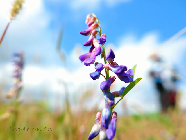 Vicia cracca