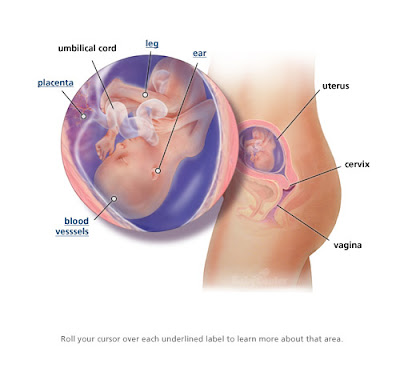 18 weeks pregnant. 18 Weeks Pregnant: I Can#39;t