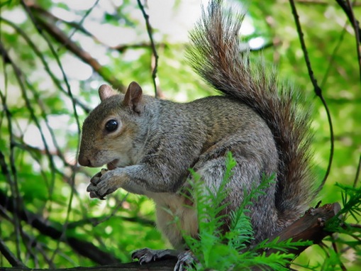 pets-squrrel_www.wonders-world.com_644