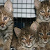 Odd News: Bobcats injures three People in Texas