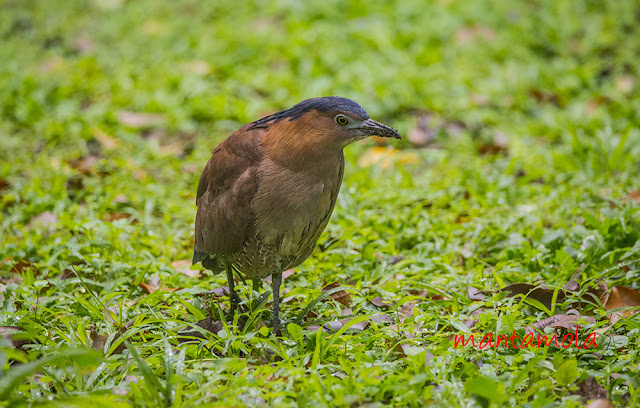 Malayan Night Heron