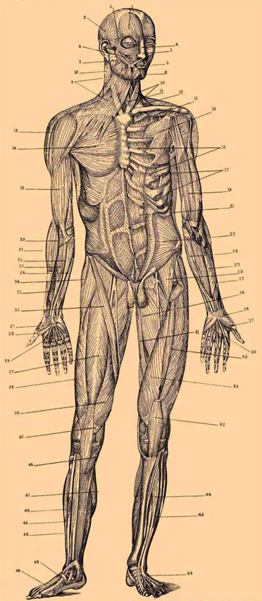 diagrams of human body. diagrams of human body.