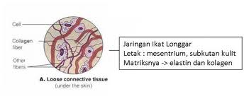 ayo kita belajar biologi JARINGAN  PADA HEWAN  DAN MANUSIA