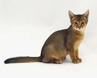 Abyssinian Cat Picture