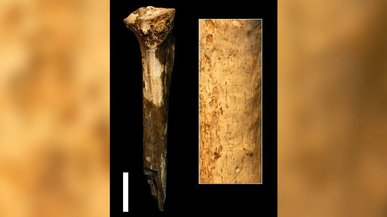 Εδώ φαίνεται μια άποψη του απολιθωμένου οστού της κνήμης, αριστερά, και της μεγεθυσμένης περιοχής, δεξιά, που αποκαλύπτει σημάδια κοπής.