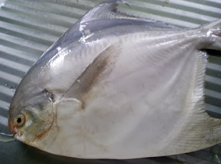 ikan Bawal  Bintang