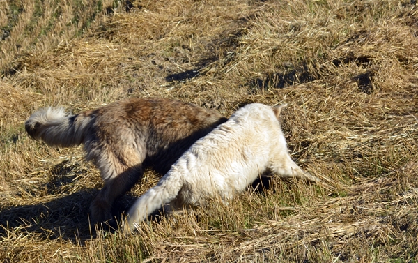 leik på jordet leonberger golden retriever