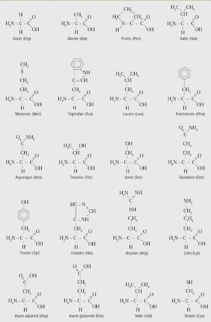 asam amino